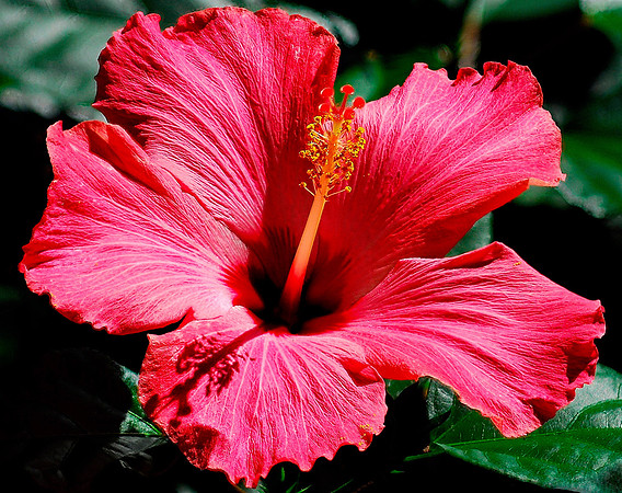 Pink Hibiscus