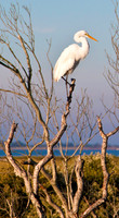 Eastern Shore Egret