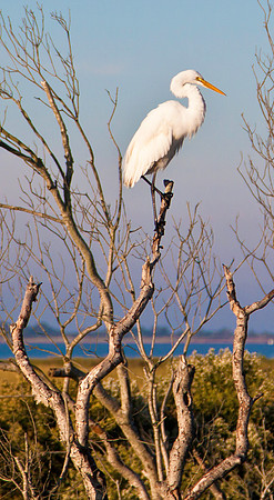 Eastern Shore Egret