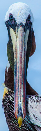 Looking Down His Nose