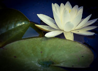 Light in the Pond