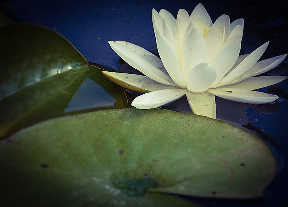 Light in the Pond