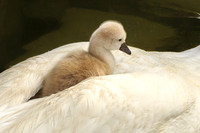 Getting a Ride from Momma