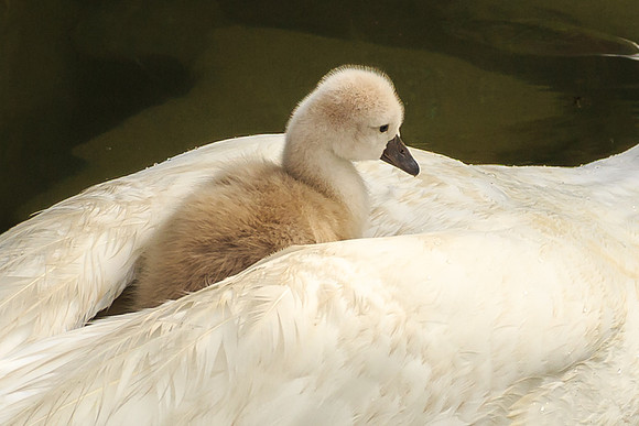 Getting a Ride from Momma