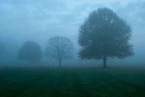 Foggy Morning