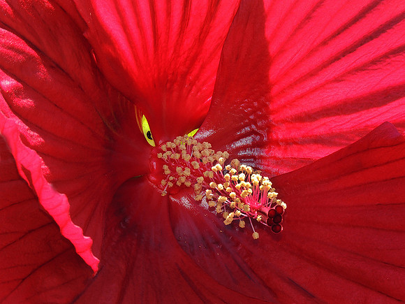 Hibiscus With Mad Beetle Involved