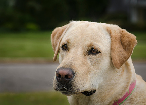 Lola