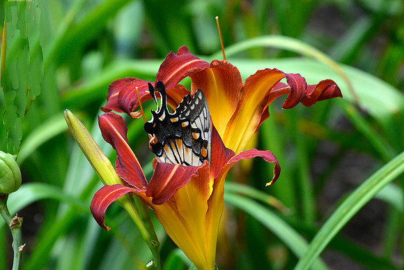 Two Daylillies and Tiger Swallowtail