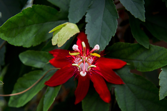 Red Passion