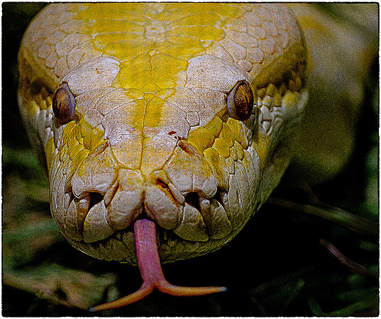Serpent