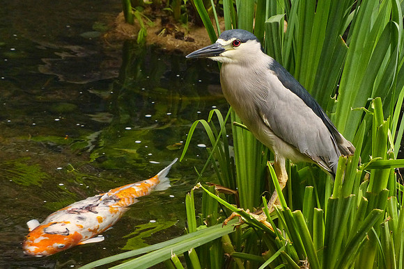 Hawaiian Heron