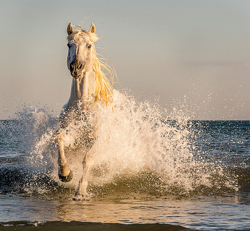 Camargue Stallion on Beach