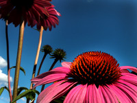 Cone Flower