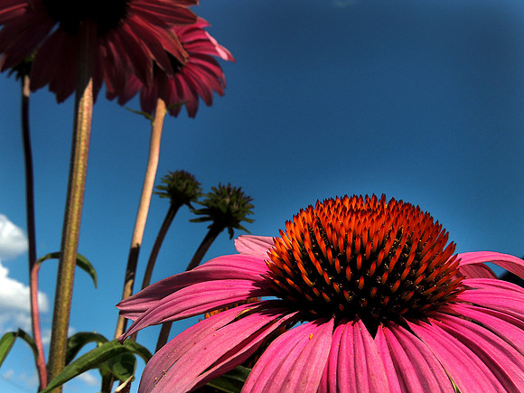 Cone Flower