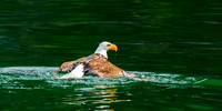 Eagle Swimming Butterfly