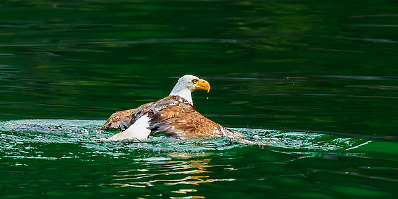 Eagle Swimming Butterfly