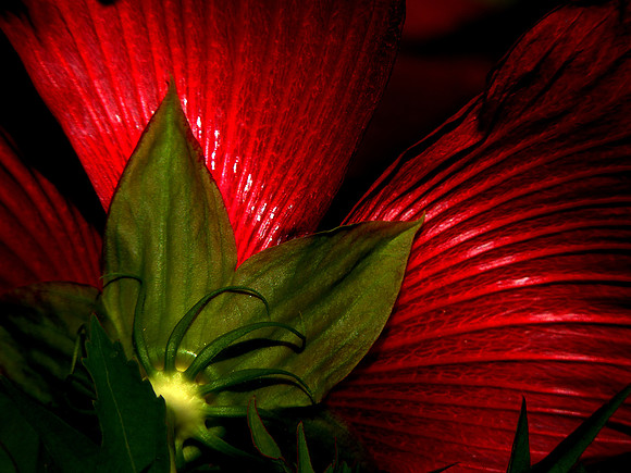 Hibiscus Behind the Scenes