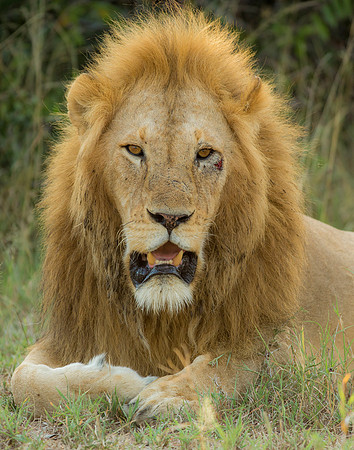 Tanzanian Lion