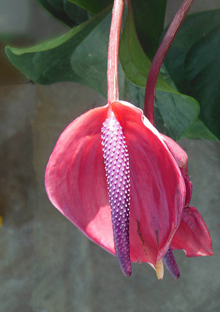 Peace Lily