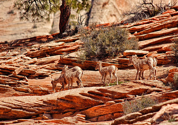 Stick Close to Mommie - Zion - NP