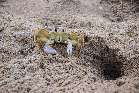 Home on the Beach