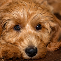 Benny