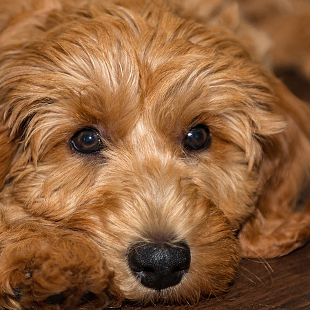 Benny