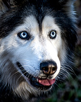 Husky