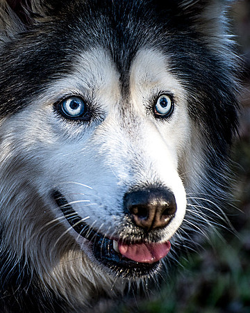 Husky