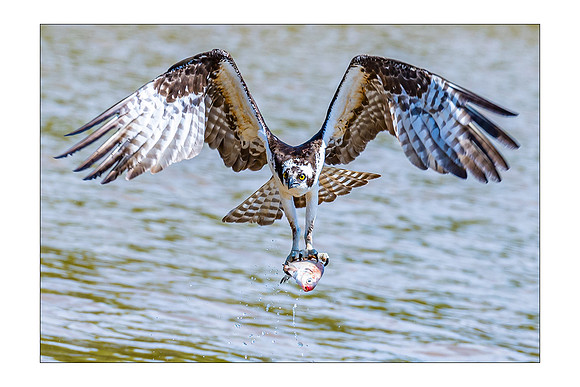 Osprey Catches Lunch