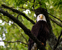 Eagle Eyed
