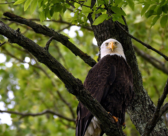 Eagle Eyed