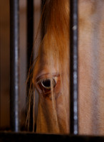 Lusitano Mare