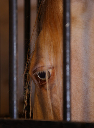 Lusitano Mare