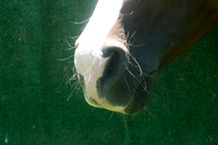 Horse's soft nose