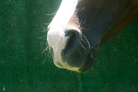 Horse's soft nose