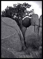 Bristlecone & Stone, Joshua Tree NP
