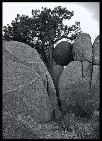 Bristlecone & Stone, Joshua Tree NP