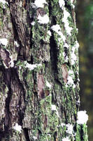 First Snow