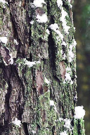 First Snow