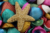 Shell Texture