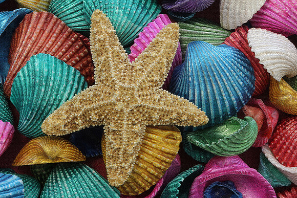 Shell Texture