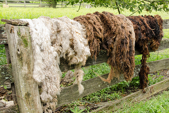 What do they do next with my wool