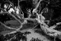 Gnarly Tree