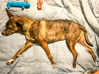 Sleep Walking Dog