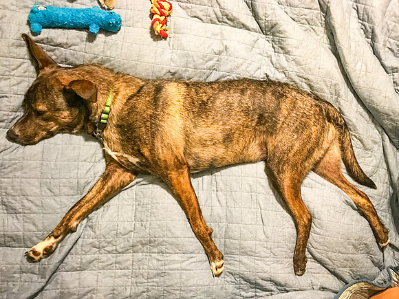 Sleep Walking Dog