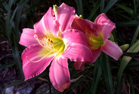June Beauty