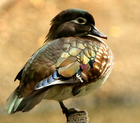 Female Wood Duck