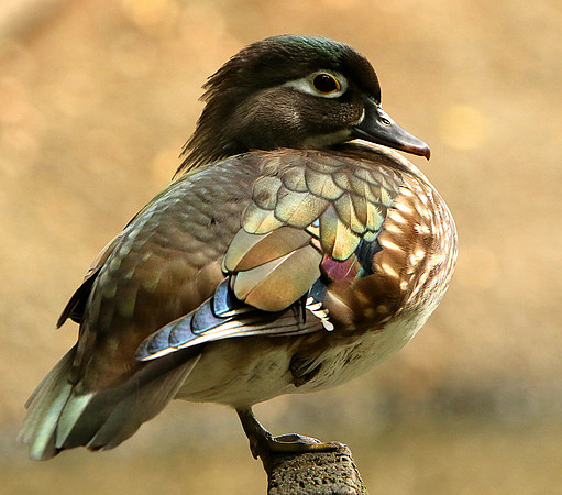 Female Wood Duck