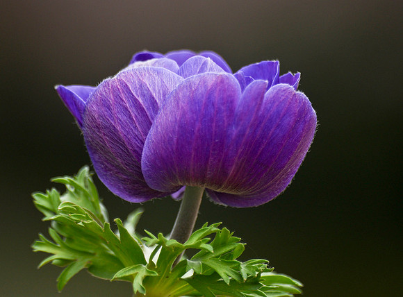 Aneome